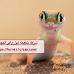 شركة مكافحة الوزغ في الفجيرة