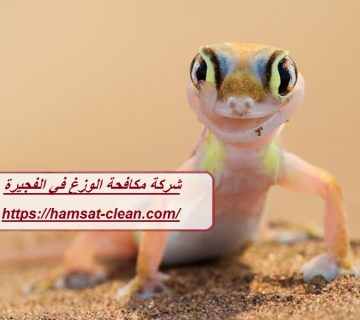 شركة مكافحة الوزغ في الفجيرة