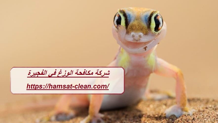 شركة مكافحة الوزغ في الفجيرة