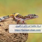 شركة مكافحة الوزغ في ام القيوين