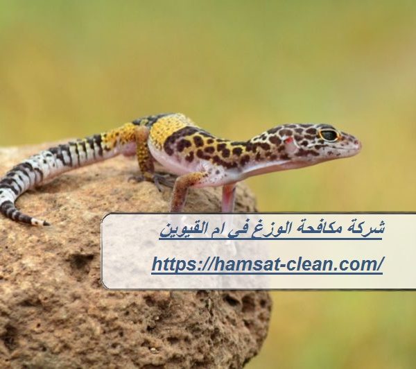 شركة مكافحة الوزغ في ام القيوين