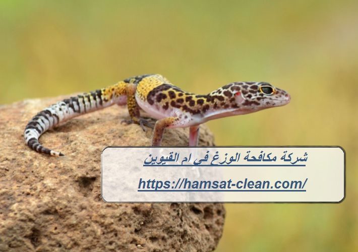 شركة مكافحة الوزغ في ام القيوين