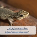 شركة مكافحة الوزغ في دبي