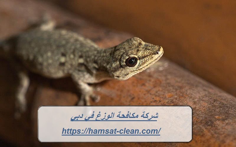 شركة مكافحة الوزغ في دبي
