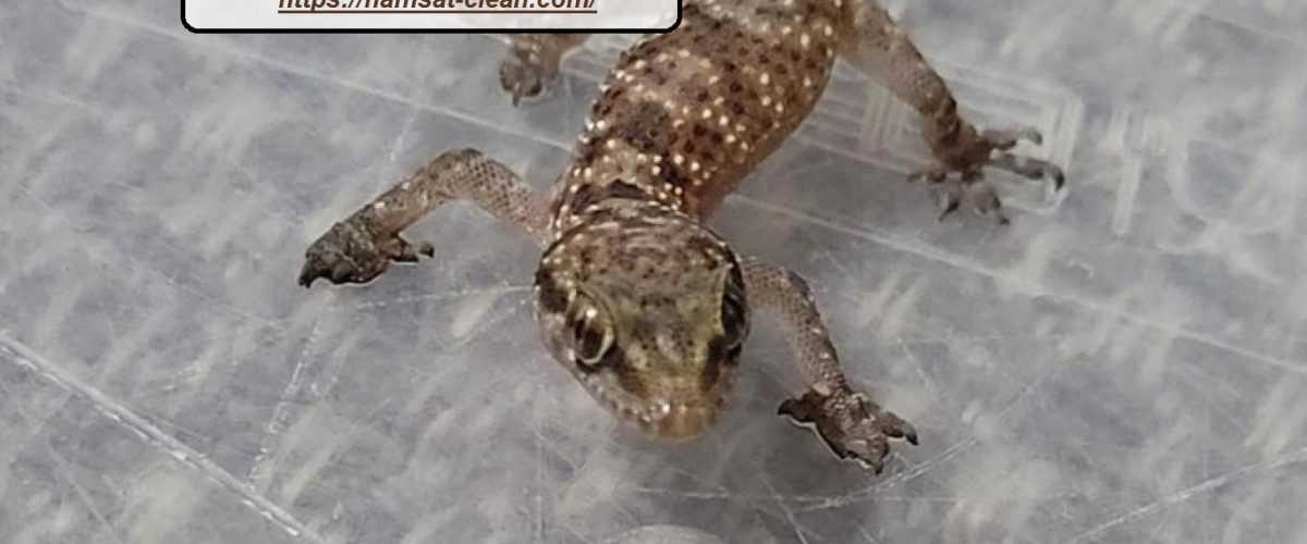 شركة مكافحة الوزغ في راس الخيمة