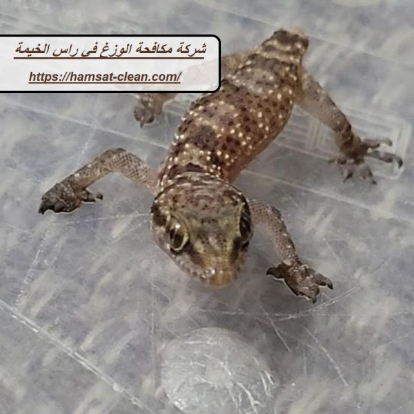 شركة مكافحة الوزغ في راس الخيمة