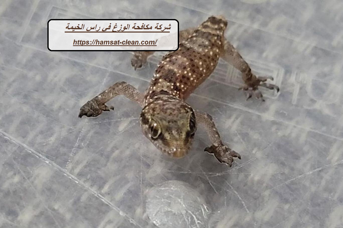 شركة مكافحة الوزغ في راس الخيمة