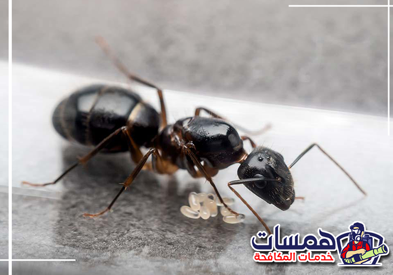 اطلب مكافحة النمل بجدة من همسات كلين على 0559016158 فني يتتبع مسارات النمل لتحديد أماكن الأعشاش داخل المنزل