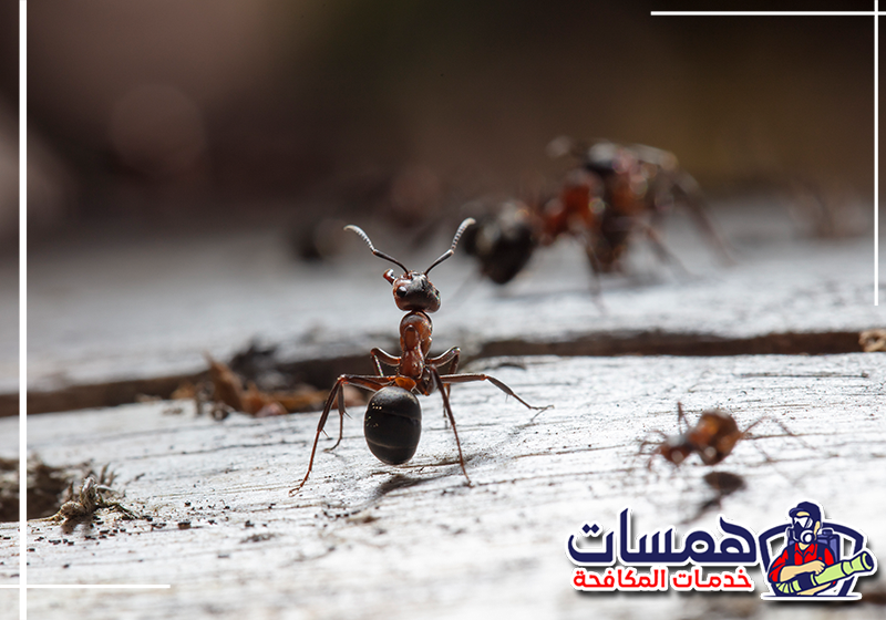 اطلب مكافحة النمل بالرياض من همسات كلين على 0559016158 فني يفحص مسارات النمل لتحديد موقع العش داخل المنزل