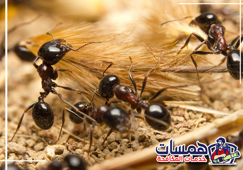 احجز معالجة نمل المطبخ من همسات كلين عبر 0559016158 معالجة شقوق المطبخ والزوايا التي يخرج منها النمل الصغير