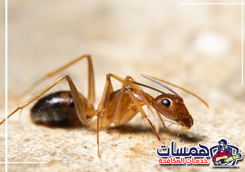 احجز معالجة نمل المطبخ من همسات كلين عبر 0559016158 معالجة شقوق المطبخ ومناطق تجمع النمل قرب الخزائن