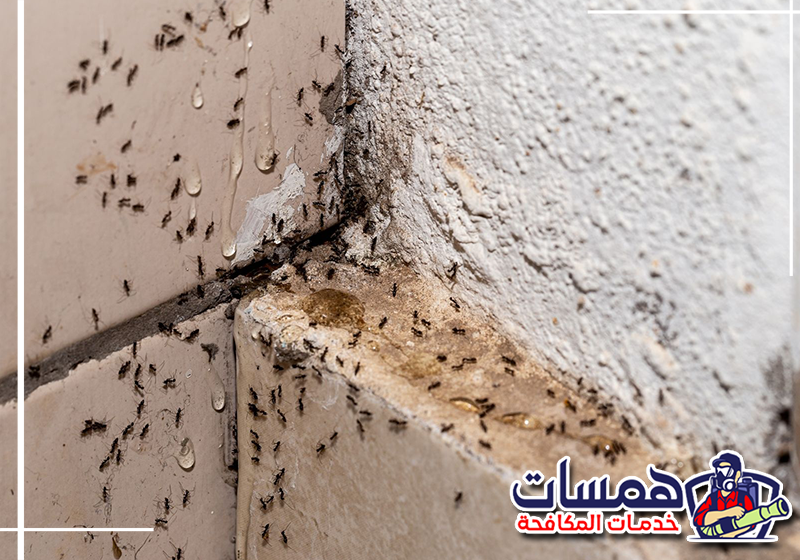 تواصل مع همسات كلين لمعالجة أعشاش النمل على 0559016158 فحص الجدران والمداخل لتحديد موقع عش النمل