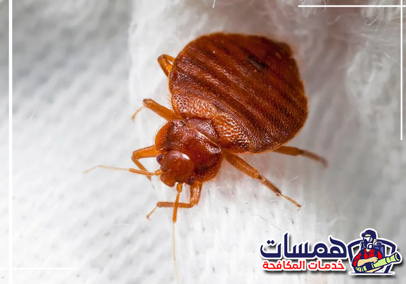 بيوض البق تعني انتشاراً سريعاً في أرجاء المنزل! اتصل بنا في همسات كلين على الرقم 0559016158 لنقضي عليها قبل أن تفقس آثار لدغات حشرة بق الفراش تظهر على شكل صف أو تجمع من البثور الحمراء المسببة للحكة الشديدة على جلد الإنسان