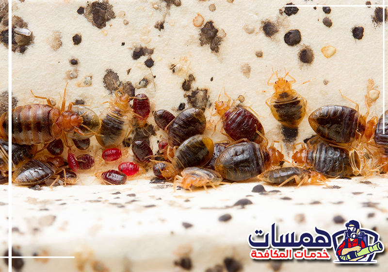 اطلب شركة مكافحة البق بالرياض من همسات كلين على 0559016158 فني يفحص السرير والمرتبة للكشف عن أماكن انتشار البق