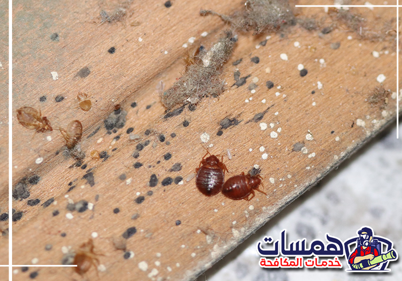 احجز خدمة مكافحة بق الفراش بالدمام مع همسات كلين الآن. معالجة السرير وحوافه للقضاء على بق الفراش وتقليل فرص ظهوره مرة أخرى.