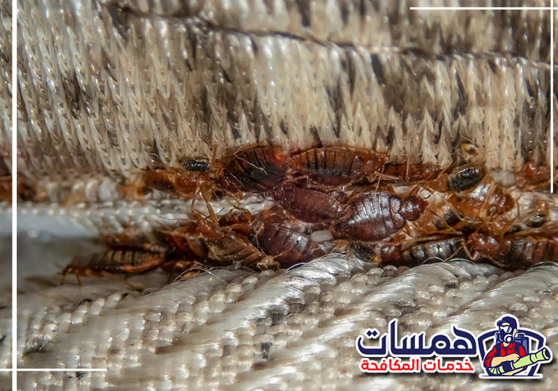 لا تتجاهل النقاط السوداء في مرتبتك؛ فهي الدليل القاطع على وجود البق. تواصل مع خبراء همسات كلين فوراً: 0559016158 بيوض بق الفراش البيضاء الصغيرة جداً مع بقايا قشور الجلد الشفافة الناتجة عن انسلاخ الحشرة في شقوق الخشب بالرياض