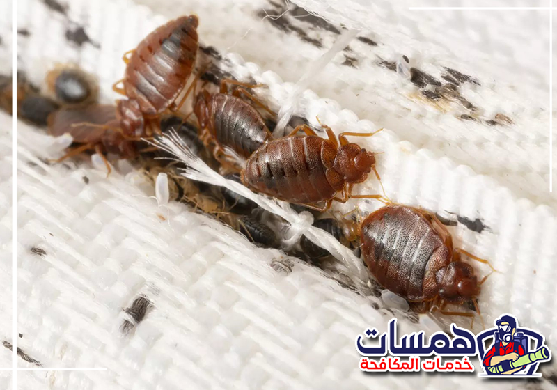 ابدأ مكافحة بق الفراش قبل زيادة انتشاره بالاتصال على 0559016158 تنفيذ مكافحة بق الفراش داخل الأثاث والمفروشات للحد من استمرار الإصابة وانتشارها