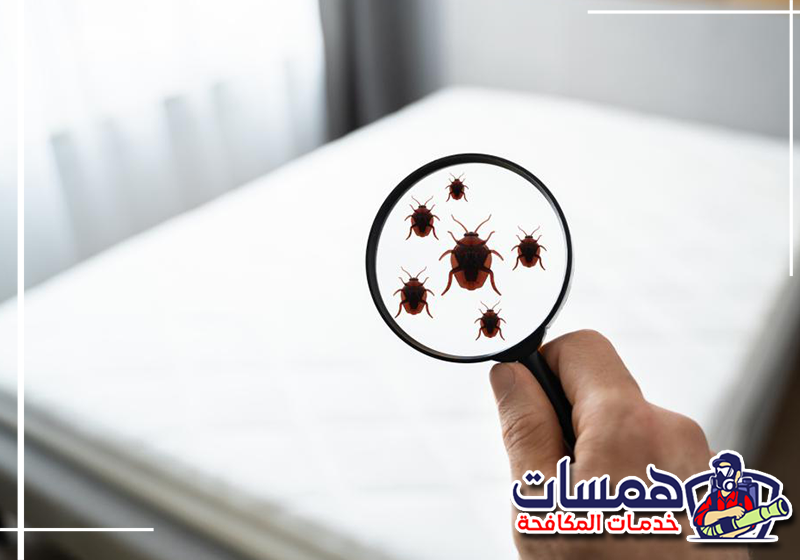 مكافحة بق الفراش بجدة