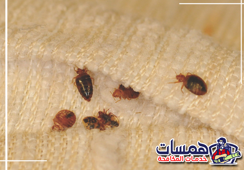 احجز معالجة المراتب من البق عبر همسات كلين 0559016158 معالجة حواف المراتب وثنيات القماش التي تختبئ بها الحشرة