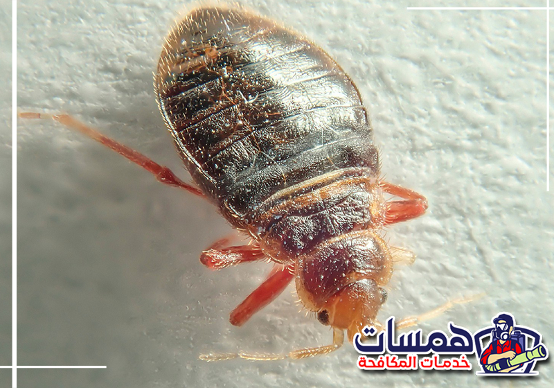 رش بق الفراش بالدمام