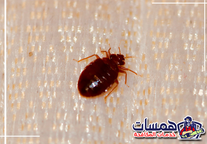 اتصل على 0559016158 واطلب معالجة بق الفراش في منزلك. فحص المراتب والمفروشات قبل تنفيذ معالجة بق الفراش داخل المنزل بالدمام.