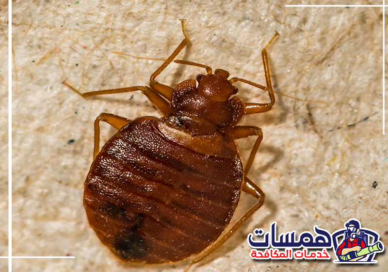 اطلب معالجة بق الفراش من همسات كلين على 0559016158. معالجة أماكن اختباء بق الفراش داخل المراتب والشقوق المحيطة بغرفة النوم