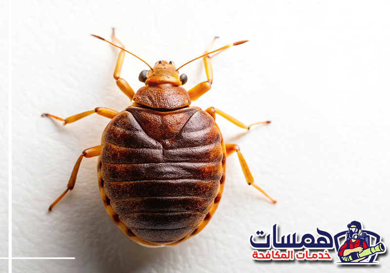 ماذا تفعل بعد رش البق في المنزل