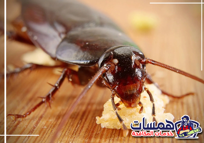 علامات وجود الصراصير في المنزل بالرياض