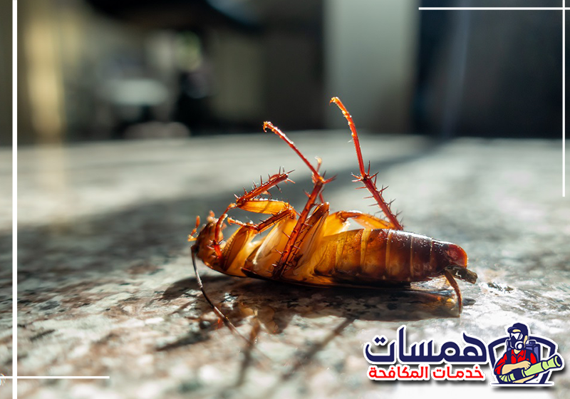 اطلب مكافحة الصراصير بجدة من همسات كلين على 0559016158 فني يفحص المطبخ لتحديد أماكن اختباء الصراصير