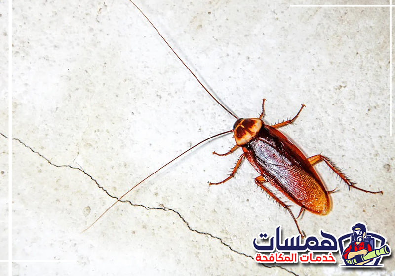 لاحظت هذه العلامات؟ اتصل بهمسات كلين على 0559016158. صراصير مختبئة قرب شقوق المطبخ توضح إحدى علامات انتشارها داخل المنزل بالرياض.