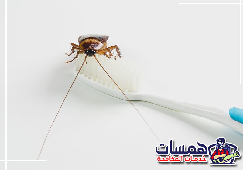 لمعرفة أماكن اختباء الصراصير بالدمام تواصل مع همسات كلين على 0559016158 تجمع للصراصير الصغيرة في الزوايا المظلمة خلف وخلف خزانات المطبخ الخشبية بالقرب من مصادر الطعام بالدمام