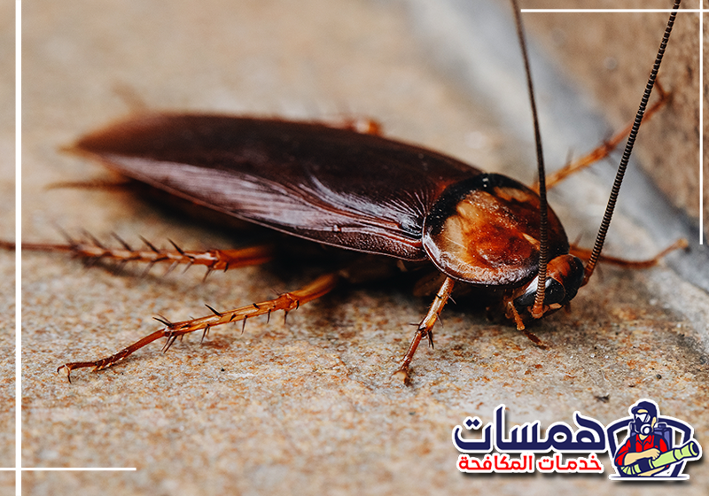 احجز معالجة صراصير المطبخ من همسات كلين عبر 0559016158 معالجة الشقوق وأسفل الخزائن للحد من انتشار الصراصير
