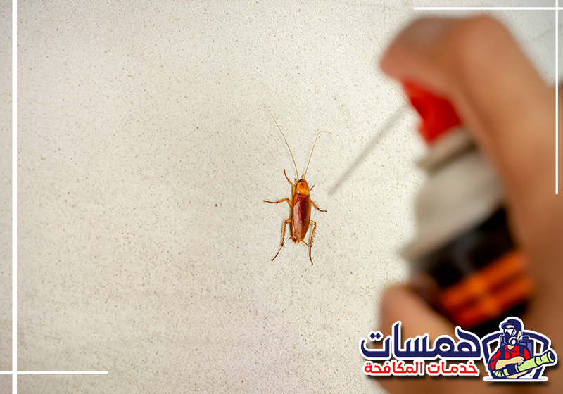 احجز معالجة صراصير المطبخ من همسات كلين عبر 0559016158 معالجة أسفل الخزائن والشقوق التي تختبئ بها الصراصير