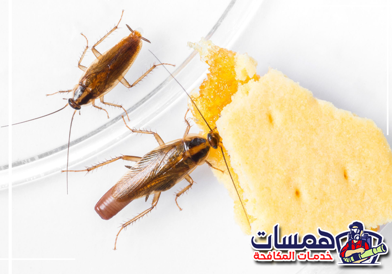 اكتشف مصدر الإصابة مبكرًا مع همسات كلين: 0559016158. بيض الصراصير وآثارها خلف الأجهزة المنزلية في مكان دافئ وقليل الحركة.