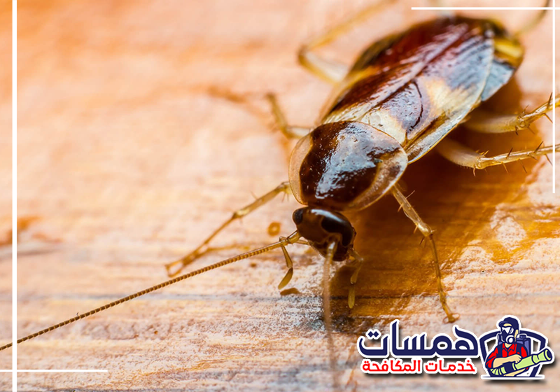 تواصل مع همسات كلين لرش الصراصير بجدة على 0559016158 رش الزوايا وفتحات الصرف بمبيد مناسب لطبيعة الإصابة