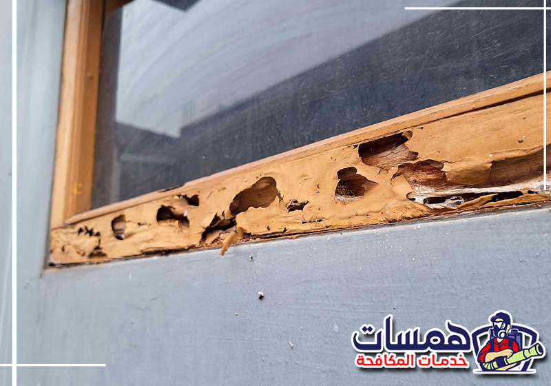 عند ملاحظة علامات النمل الأبيض تواصل مع همسات كلين على 0559016158 تلف داخلي وضعف في الخشب من العلامات التي قد تشير إلى وجود النمل الأبيض.