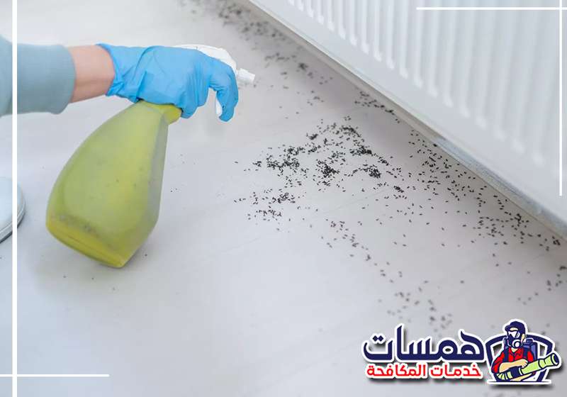 تواصل مع همسات كلين للقضاء على أعشاش النمل على 0559016158 فحص الجدران والمداخل للكشف عن أعشاش النمل المخفية