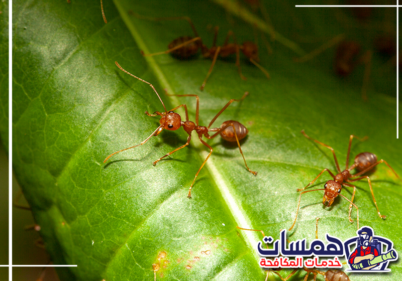 مكافحة النمل بالرياض