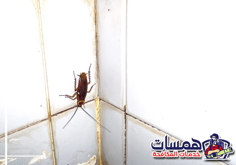 عند ملاحظة بيض الصراصير اتصل بهمسات كلين على 0559016158 سلة مهملات مكشوفة وممتلئة ببقايا الأكل في زاوية المطبخ، مما يشكل بيئة جاذبة ومصدراً أساسياً لتغذية الصراصير بجدة.