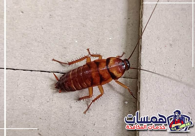 مكافحة الصراصير بجدة