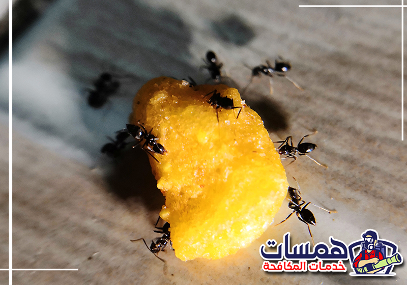 أسباب دخول النمل للبيت في مكة