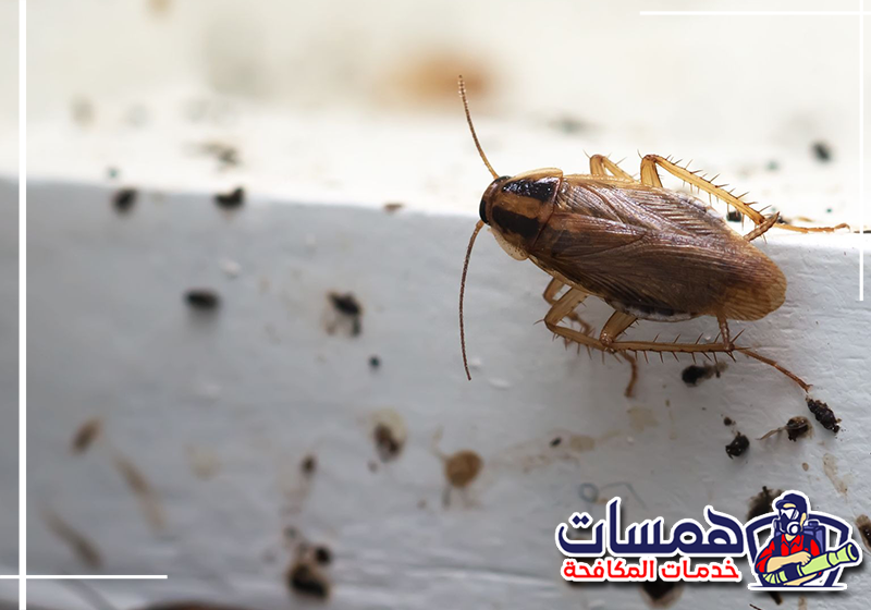 أماكن اختباء الصراصير في البيت بالدمام