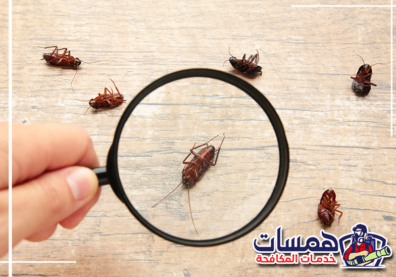 أسباب ظهور الصراصير في المطبخ بجدة