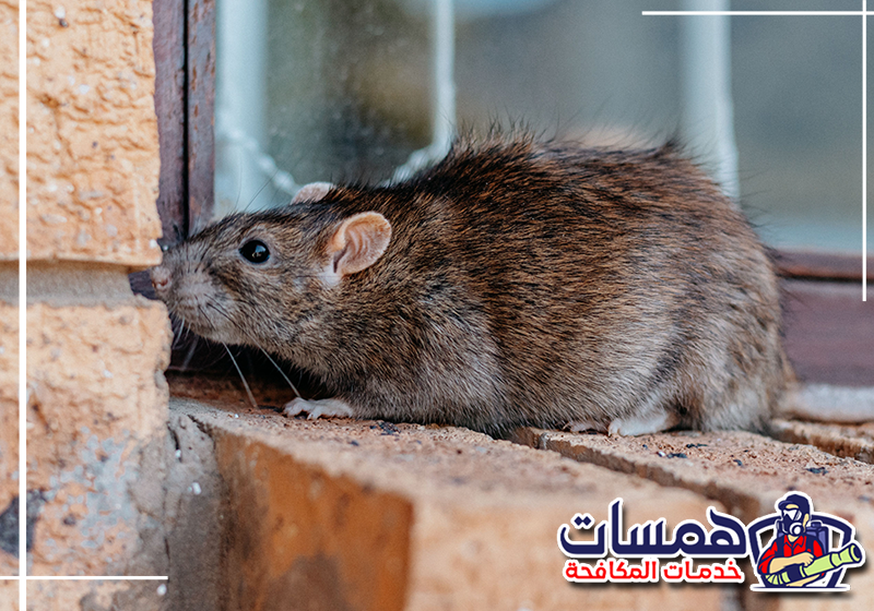 اتصل على 0559016158 لطلب مكافحة الفئران بالرياض. آثار قضم الفئران على الأثاث والممتلكات داخل أحد المنازل بالرياض.