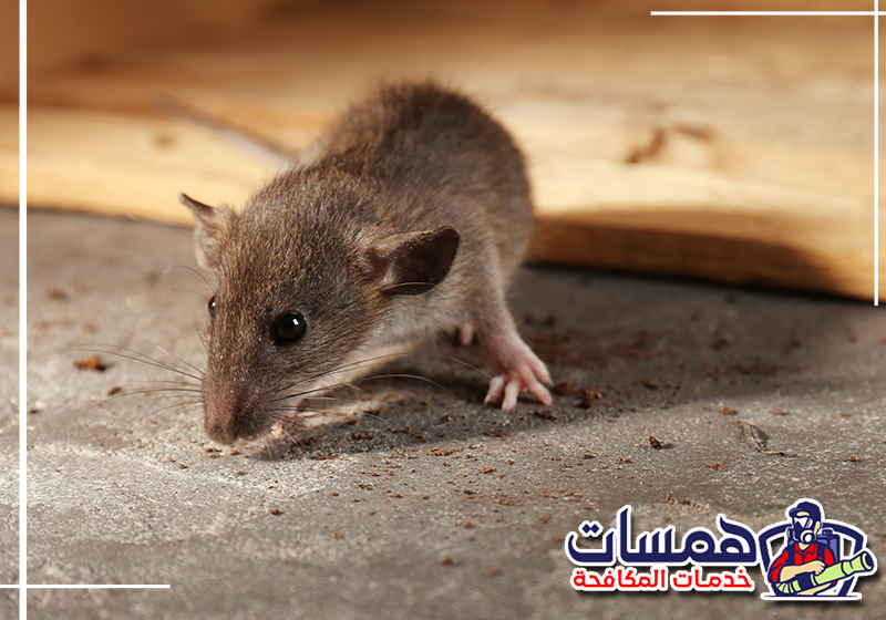 اطلب فحص أماكن الفئران من همسات كلين عبر 0559016158 أسلاك كهربائية متضررة بسبب قضم الفئران داخل المنزل