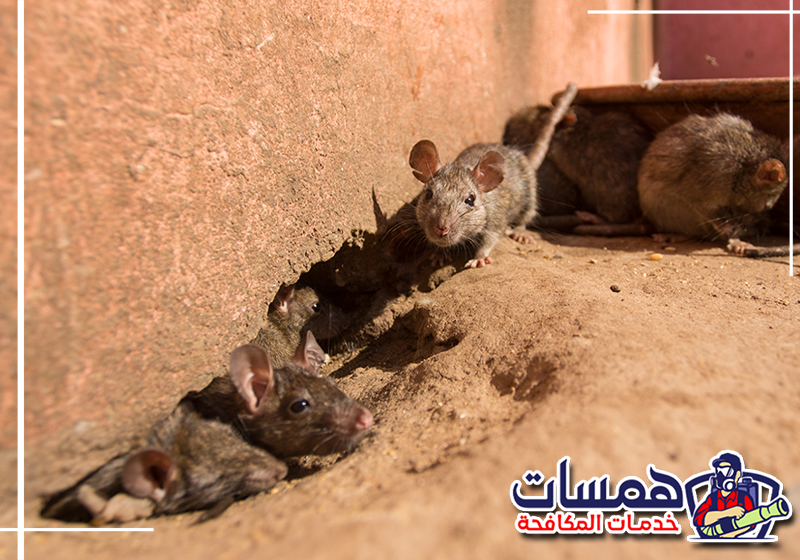 اطلب فحص مداخل الفئران من همسات كلين عبر 0559016158 سد فتحة صغيرة قرب الأرضية لمنع الفئران من الوصول إلى داخل المنزل.