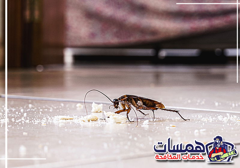 الرطوبة ومواسير الصرف تجذب الصراصير إلى بيتك. تخلص من هذا الإزعاج نهائياً مع خدمات همسات كلين عبر الرقم 0559016158 خروج الصراصير من بالوعات الصرف الصحي وحول مواسير المياه الرطبة في حمام المنزل بمدينة الدمام.