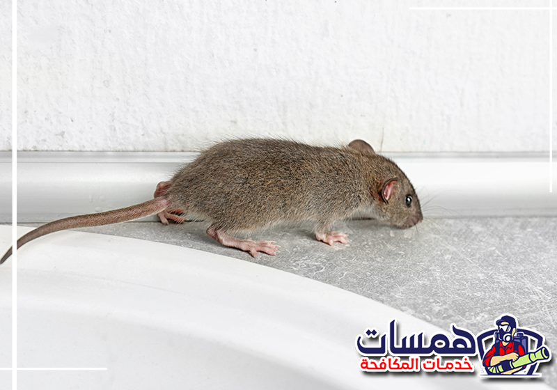 علامات وجود الفئران في المنزل بالدمام