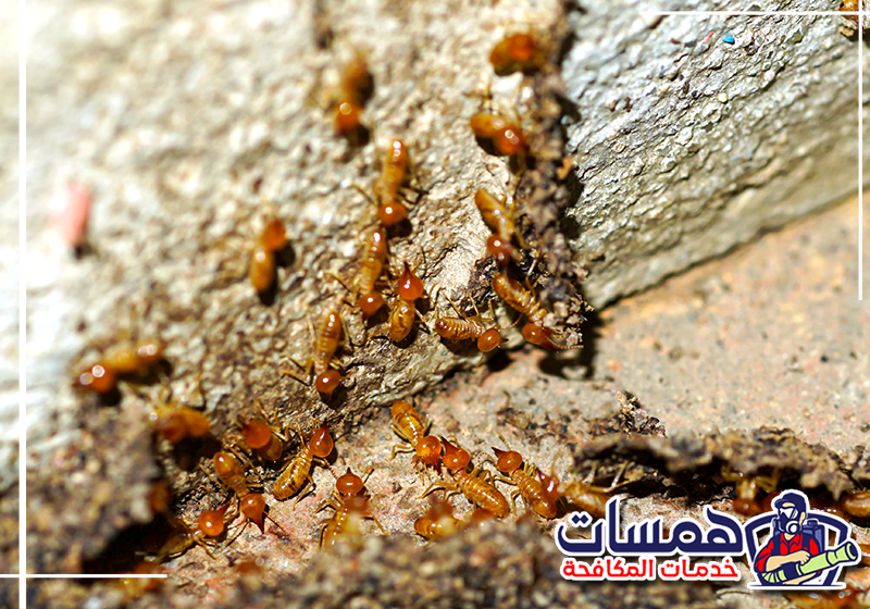 شركة رش الأرضة بجدة