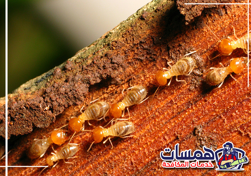 اطلب فحص الأرضة في جدة من همسات كلين عبر الاتصال على 0559016158. فني يفحص آثار الأرضة في الجدران والأرضيات قبل بدء الرش والمعالجة